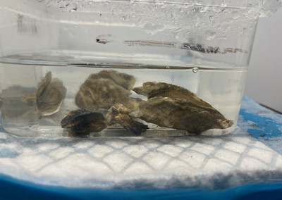 dead oysters in a clear tank in the lab