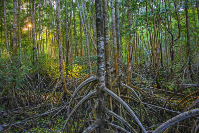 a mangrove forest