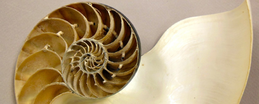 Nautilus cutaway from the Geological Collections.