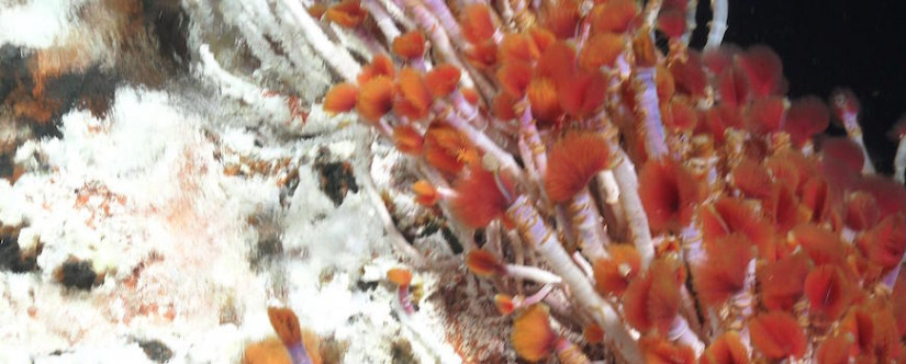 Hydrothermal vent tube worms, Oasisia alvinae, in the Gulf of California. 