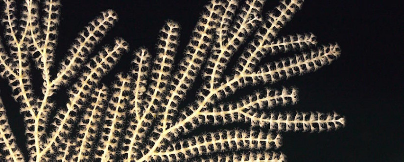 A deep-sea coral observed on a research expedition to Costa Rica