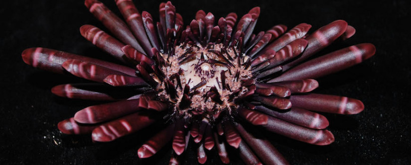 A slate pencil urchin from the Benthic Invertebrate Collection.