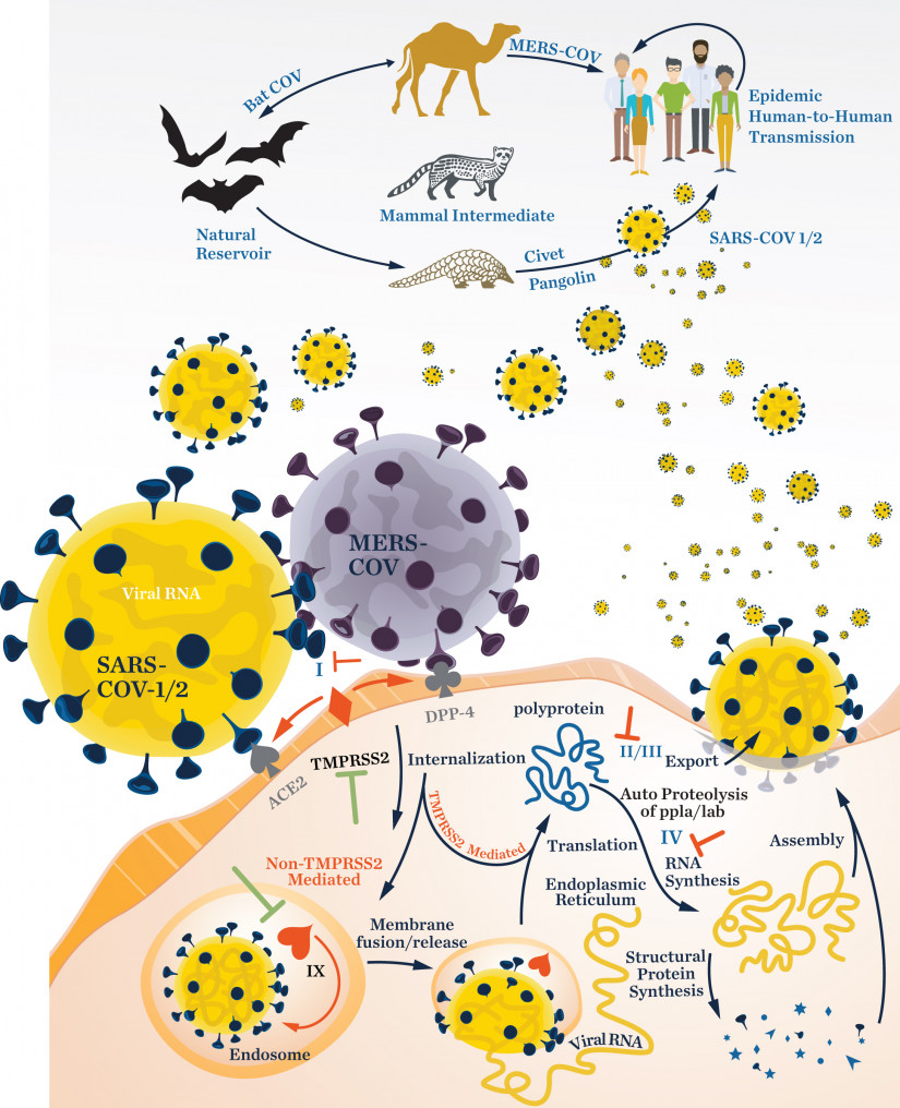 Coronavirus life cycle. Image: Jennifer Matthews