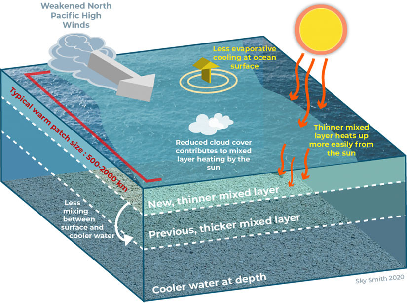 Marine heat wave mechanism graphic