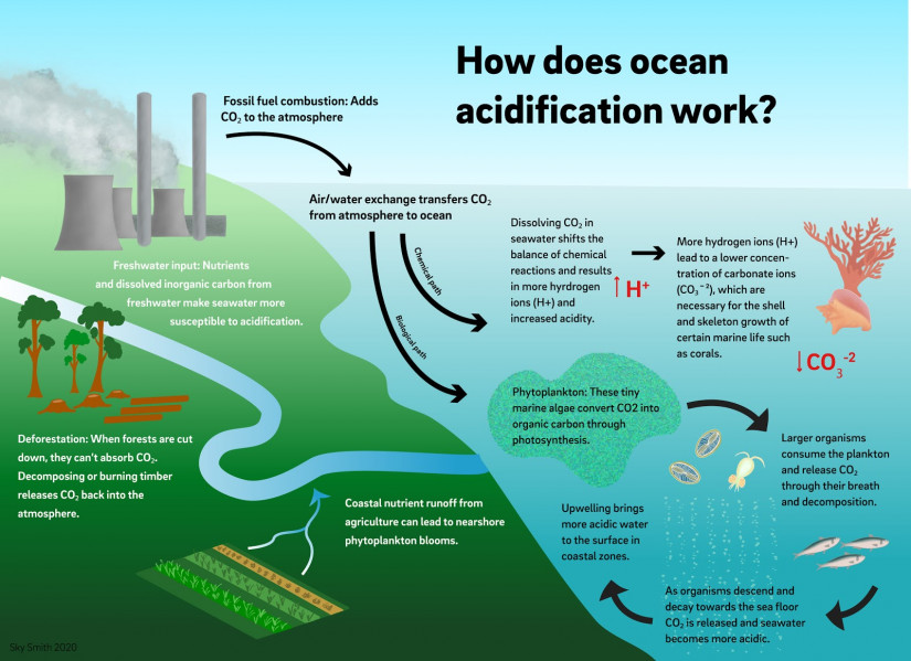 FAQ: Ocean Acidification | Scripps Institution Of Oceanography