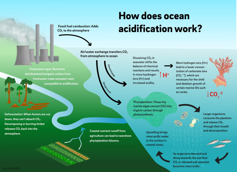 Ocean acidification infographic by Sky Smith