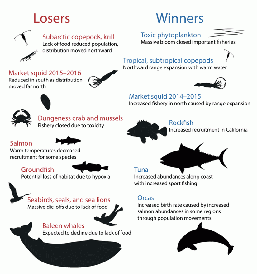 Chart of species winning and losing in marine heat wave