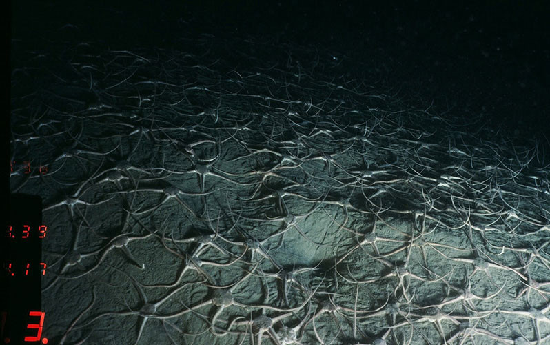 voyager-how-do-animals-survive-in-the-deep-ocean-scripps-institution-of-oceanography