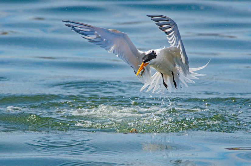 A tern plucks a sardine from Gulf of California waters. Photo: Octavio Aburto