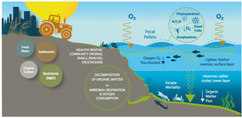 Cutaway diagram of shoreline showing impact of excess nutrients on ocean oxygen.