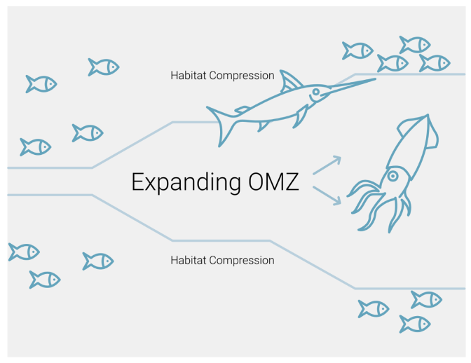 Line drawing of fish and sharks with label Expanding OMZ