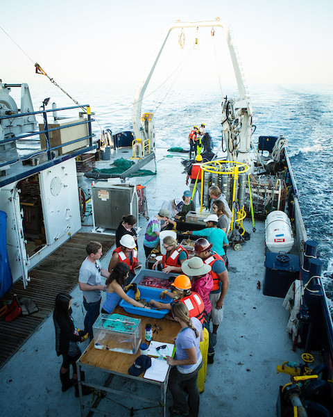 Students in a deep-sea biology field course