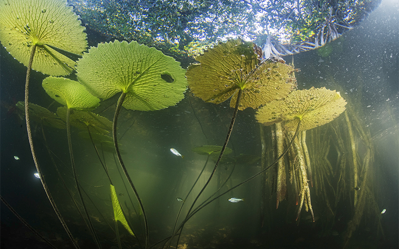 Hidden Mangrove Forest in the Yucatan Peninsula Reveals Ancient Sea Levels