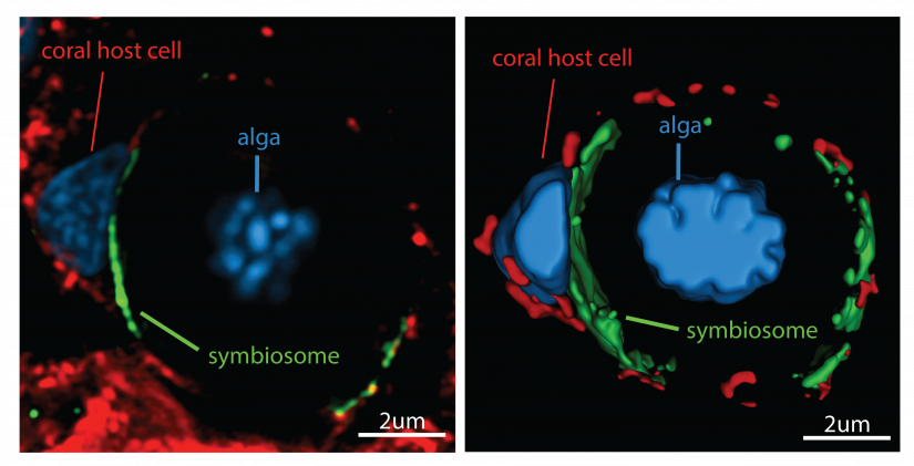 Super-resolution confocal image of a coral host cell and its intracellular symbiotic alga