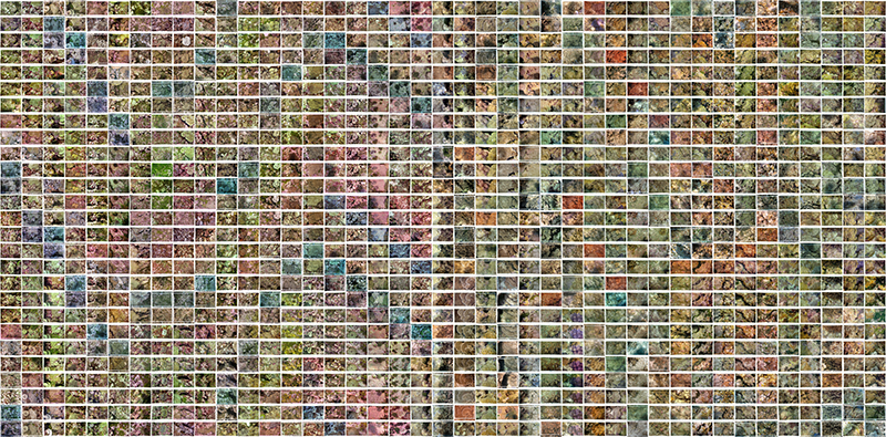 Palmyra photoquadrats from 2009-2018