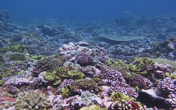 Central Pacific Coral Reef Shows Remarkable Recovery Despite Two Warm-Water Events 