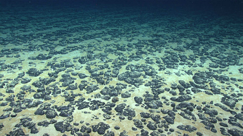 Field of manganese nodules on the ocean floor. Photo: NOAA