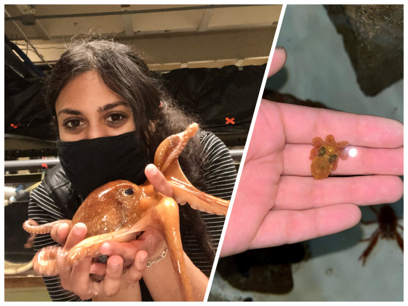 Adi Khen with rescued octopus (left) and holding hatchling
