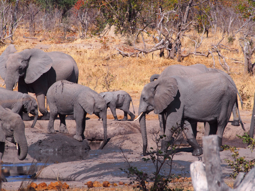 Elephants in Moremi Game Reserve in Botswana, Africa