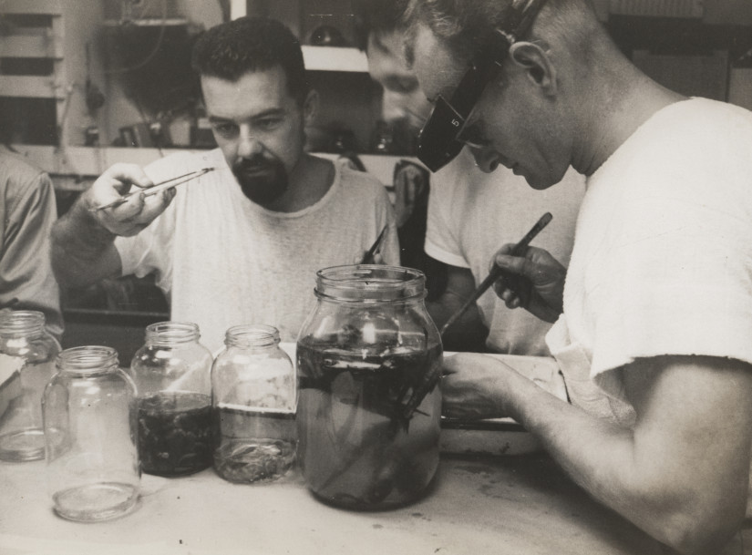 Researchers John McGowan (center) and Bob Wisner sort midwater trawl catch, 1953