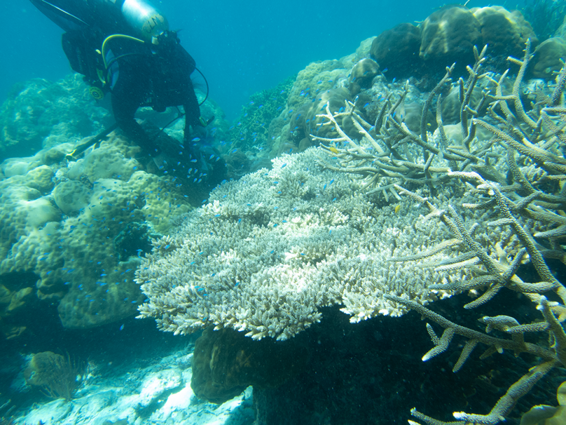 Scientific diver examining a coral reef