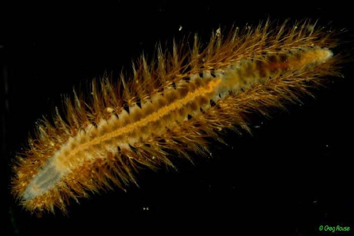 Dysponetus new species from off California