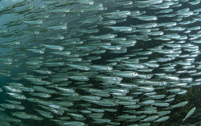 Study Proposes New Explanation For California Anchovy Booms And Busts 