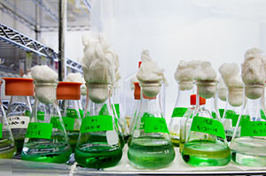 cultures in flasks in a lab