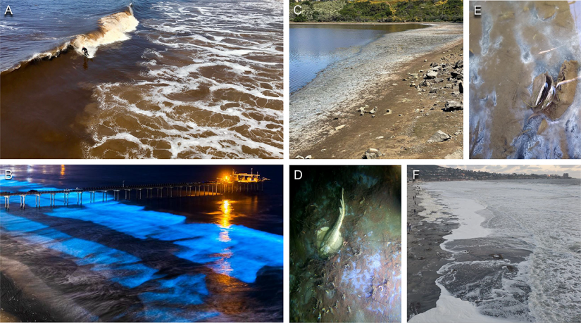 A compilation image of the 2020 red tide event, showing red/brown-colored water, bioluminescence, sea foam and dead fish washing ashore