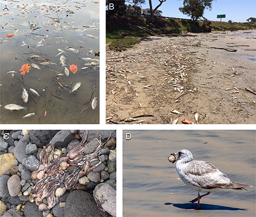 Compilation image of dead fish and organisms on the beach during a red tide event