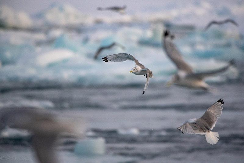 Arctic seabirds