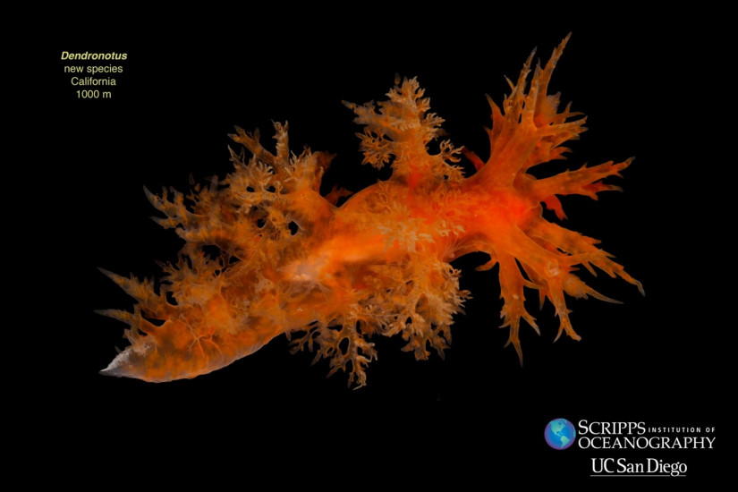 New species of sea slug