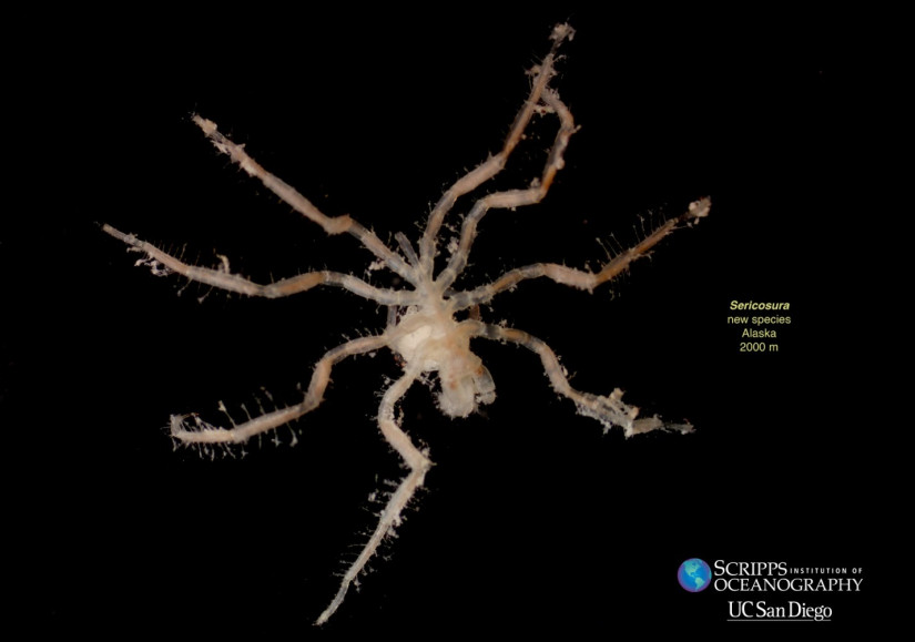 New species of sea spider