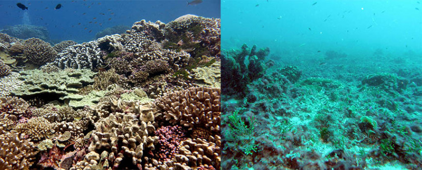 From The Pristine To Degraded: Reefs Of The Central Pacific 