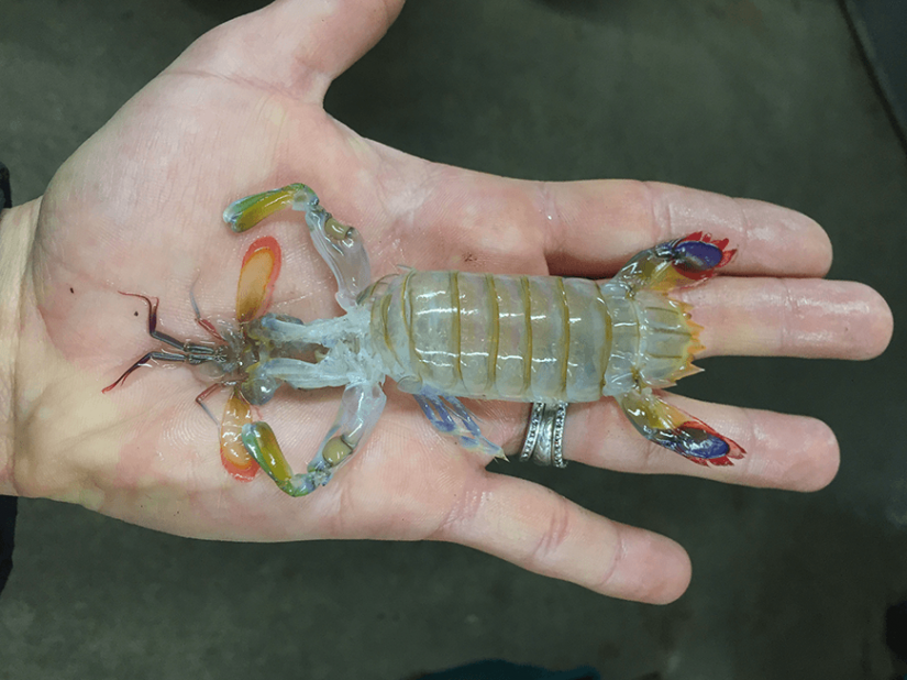 Punch mantis shrimp How Hard