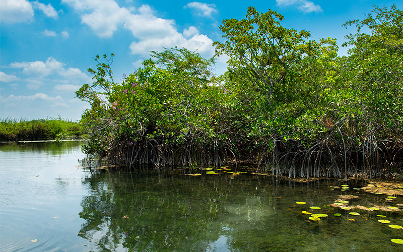 Hidden Mangrove Forest in the Yucatan Peninsula at the waterline 