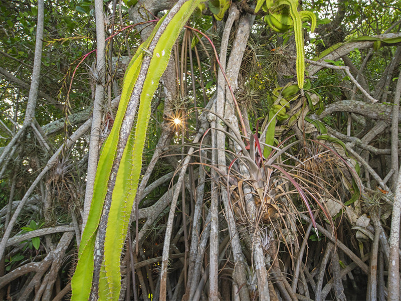 A tall red mangrove root system