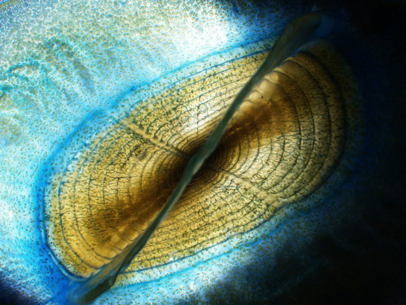 Velella velella under the microscope