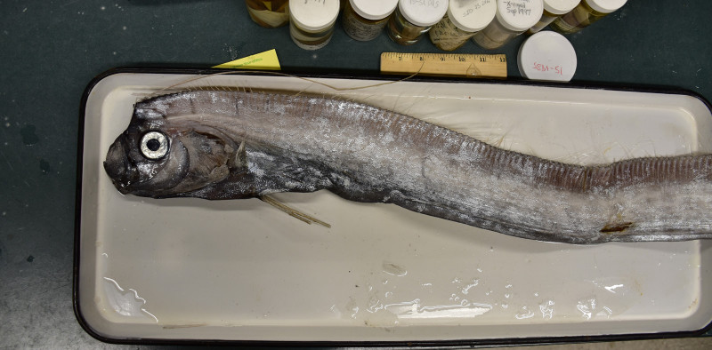 An oarfish is prepped for preservation in the Marine Vertebrate Collection. Oarfish are the longest bony fish alive.