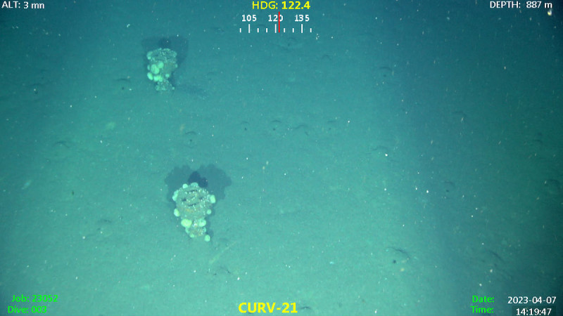 Unspecified munitions protruding from the San Pedro Basin seafloor.