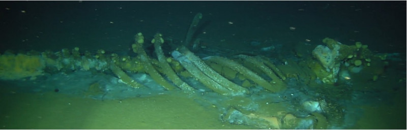 Sample image of a whale fall identified in the sonar survey of the San Pedro Basin and subsequently confirmed with the ROV camera.  Credit: Scripps Institution of Oceanography/UC San Diego.