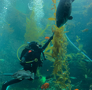 Assistant Dive Safety Officer Aquarist Melissa Torres feeds Birch Aquarium’s endangered Giant Black Sea Bass in the Giant Kelp Forest exhibit. 
