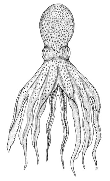 Valadona corpo dorsal illustration by Leticia Cavole