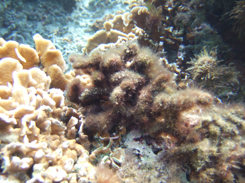 The seaweed Digenea simplex in the wild. Photo credit: Dr. Toshiaki Teruya from the University of Ryukyus, Japan