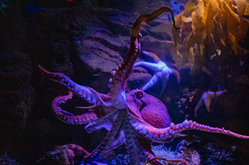 Birch Aquarium’s intelligent and curious Giant Pacific Octopus has noticed the missing guests. Aquarists are engaging in extra enrichment and play sessions with her to keep her mind stimulated until guests return.