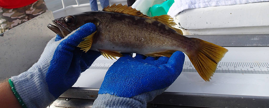 Olive Rockfish (Sebastes serranoides) caught and released as part of the California Collaborative Fisheries Research Program