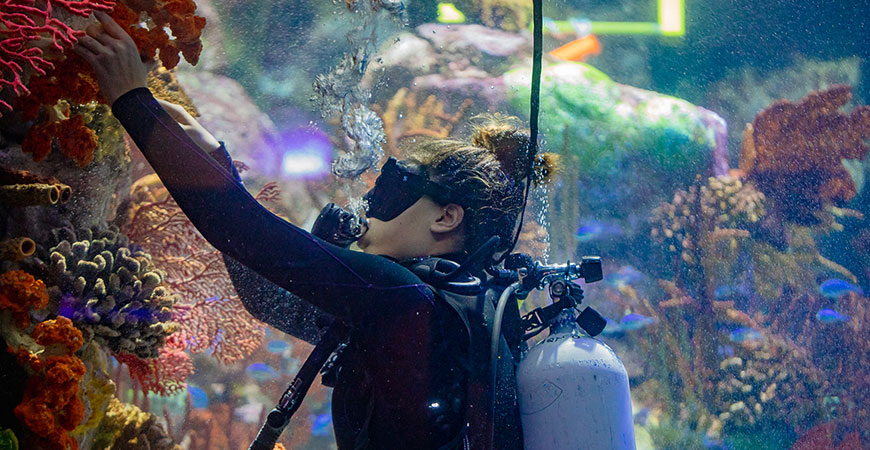 A researcher tends to corals in a Birch Aquarium at Scripps exhibit.