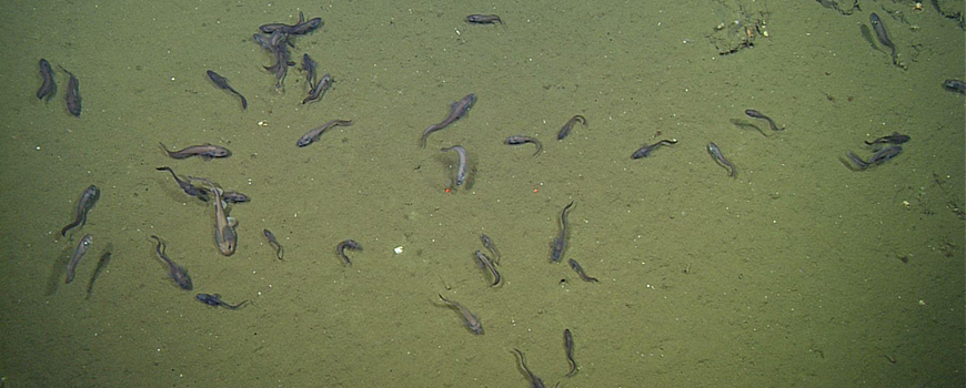 Catsharks and cusk eels on Gulf of California seafloor where oxygen levels are as little as three percent of those at surface