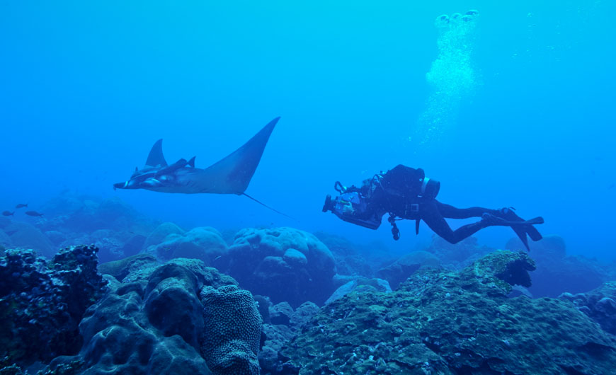 A juvenile manta swims at Flower Garden Banks National Marine Sanctuary. Photo: G.P. Schmahl / FGBNMS