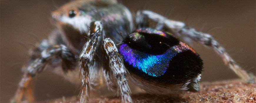 Peacock spider Maratus robinsoni. Photo courtesy coauthor Jurgen Otto.